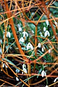 CORNUS SANGUINEA WINTER BEAUTY UNDER PLANTED WITH GALANTHUS