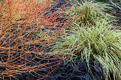 CORNUS_WINTER_BEAUTY___WINTER_COLOURS_IN_THE_BORDER