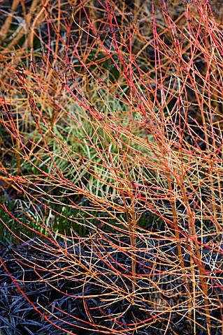 CORNUS_WINTER_BEAUTY___WINTER_COLOURS_IN_THE_BORDER