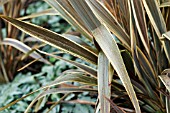 PHORMIUM ALISON BLACKMAN