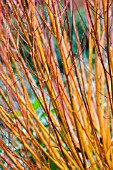 CORNUS SANGUINEA WINTER BEAUTY