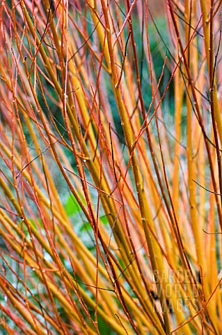 CORNUS_SANGUINEA_WINTER_BEAUTY