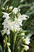 WHITE NARCISSUS