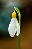 GALANTHUS SPINDLESTONE SURPRISE