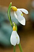 GALANTHUS SPINDLESTONE SURPRISE