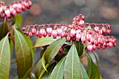 PIERIS JAPONICA KATSURA