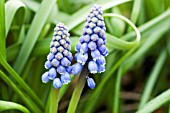 MUSCARI ARMENIACUM CHRISTMAS PEARL