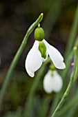 GALANTHUS MERLIN