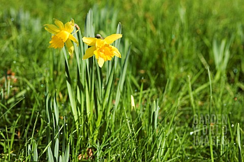 NARCISSUS_MINOR_NATURALISED_IN_GRASS