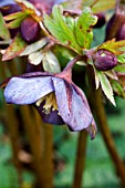 HELLEBORUS X HYBRIDUS PLUTO