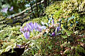 NATURALISED CROCUS IN WOODLAND SETTING