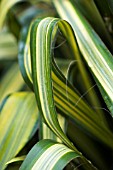 PHORMIUM VEITCHII