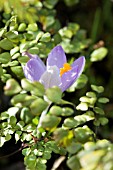 CROCUS TOMMASINIANUS WITH ADIANTUM VENUSTUM