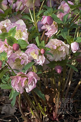 HELLEBORUS_X_HYBRIDUS_ASHWOOD_GARDEN_HYBRID_DOUBLE