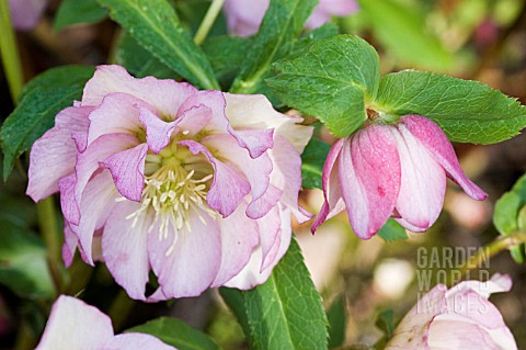 HELLEBORUS_X_HYBRIDUS_ASHWOOD_GARDEN_HYBRIDS_DOUBLE