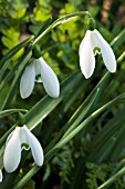 GALANTHUS S. ARNOTT