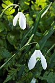 GALANTHUS S.ARNOTT WITH DRYOPTERIS ERYTHROSORA