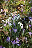 CROCUS TOMMASINIANUS WITH GALANTHUS NIVALIS