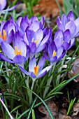 CROCUS TOMMASINIANUS