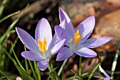 CROCUS TOMMASINIANUS