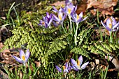 CROCUS TOMMASINIANUS WITH ADIANTUM VENUSTUM