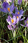 CROCUS TOMMASINIANUS