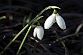 GALANTHUS ELWESII WITH OPHIOPOGON PLANISCAPUS NIGRESCENS