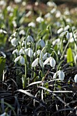 GALANTHUS ELWESII WITH OPHIOPOGON PLANISCAPUS NIGRESCENS