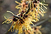 HAMAMELIS X INTERMEDIA GLOWING EMBERS