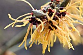 HAMAMELIS X INTERMEDIA GLOWING EMBERS