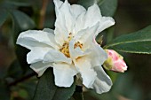 CAMELLIA VERNALIS