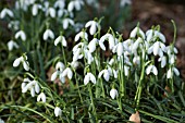 GALANTHUS NIVALIS