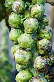 WHITE BLISTER ON BRUSSEL SPROUTS