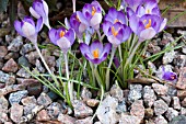 CROCUS TOMMASINIANUS