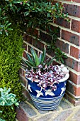 SUCCULENTS IN CONTAINER