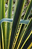 YUCCA FILAMENTOSA BRIGHT EDGE