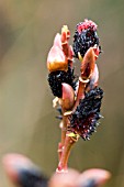 SALIX GRACILISTYLA MELANOSTACHYS