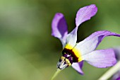 DODECATHEON CLEVELANDII PATULUM