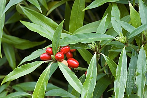 AUCUBA_JAPONICA_SALICIFOLIA