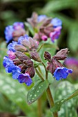 PULMONARIA LEWIS PALMER