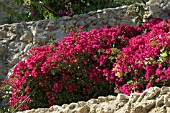 TROPICAL TERRACE WITH BOUGAINVILLEA AND LIVISTONIA PALM