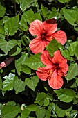 HIBISCUS ROSA SINENSIS RED