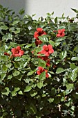 HIBISCUS ROSA SINENSIS RED