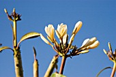FRANGIPANI BUDS   PLUMERIA