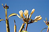 FRANGIPANI BUDS   PLUMERIA