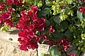 BOUGAINVILLEA GLABRA