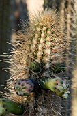 CACTUS CLEISTAOCACTUS