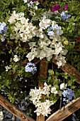 COMBINATION CLIMBERS   BOUGAINVILLEA AND PLUMBAGO