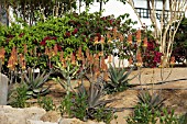COMBINATION PLANTING IN DRY CONDITIONS   BOUGAINVILLEA AND ALOE HAWORTHIOIDES