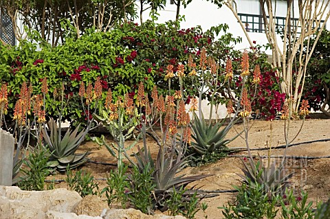 COMBINATION_PLANTING_IN_DRY_CONDITIONS___BOUGAINVILLEA_AND_ALOE_HAWORTHIOIDES